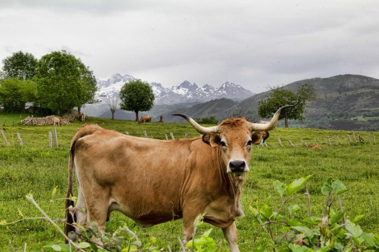 Casa Rural Los Campos Corao Eksteriør billede